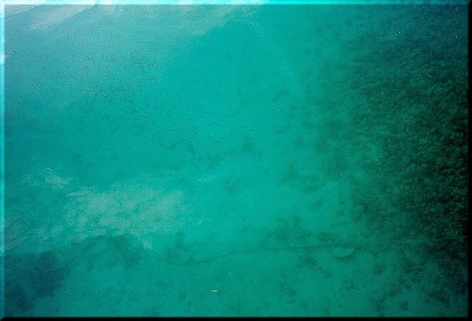 so sieht es unter Wasser aus �ber Svrsata