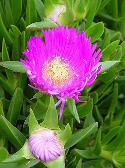 Mittagsblume in Susak