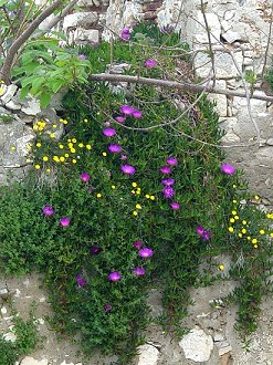 Susak Mauerblmchen