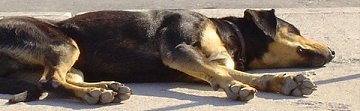 Hund ins Ermupolis