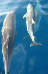 Delfine vor dem Bug